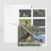 Vögel von Zyrusfrüchten auf Postkarte (Vorne/Hinten)