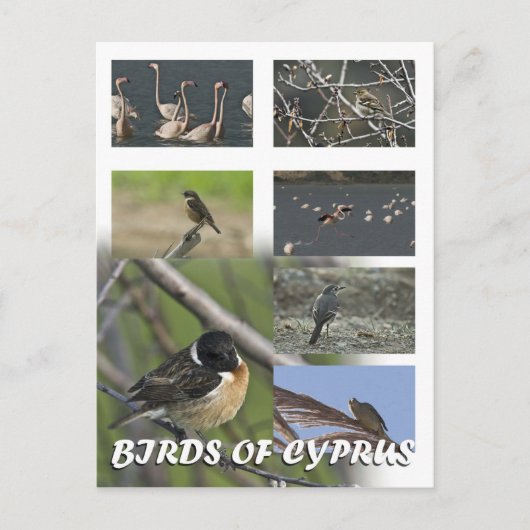 Vögel von Zyrusfrüchten auf Postkarte (Vorderseite)
