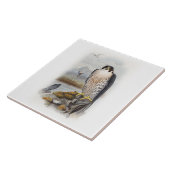 Vögel Wanderfalke-Johns Gould von Großbritannien Fliese (Seite)