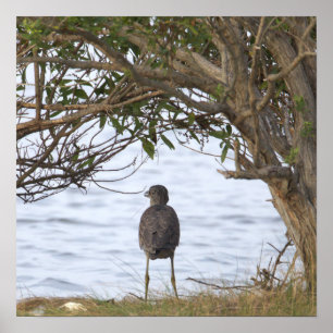Vogel Wartend Foto Poster