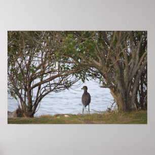 Vogel Wartend Foto Poster