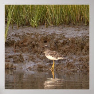 Vogel-Wasserlandschaft-Foto-Poster Poster