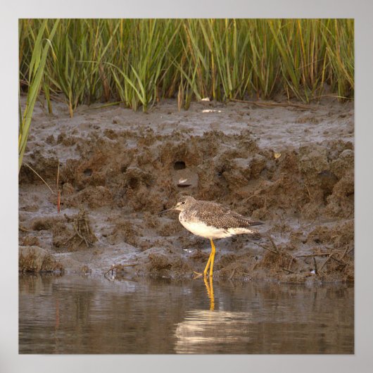 Vogel-Wasserlandschaft-Foto-Poster Poster (Vorne)