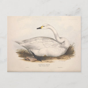 Vogel Weiße Schwan Ephemera Decoupage Vintage Kuns Postkarte
