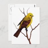 Vögel: Western Tanager: Originalität Postkarte (Vorne/Hinten)