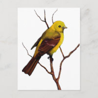 Vögel: Western Tanager: Originalität