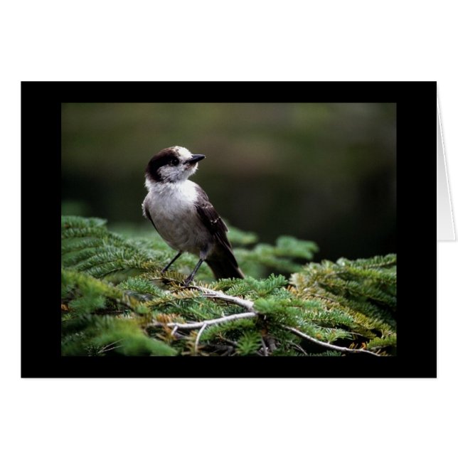 Vögel wilde 192 (Vorderseite (Horizontal))