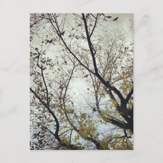 Vögel zwischen Bäumen Postkarte