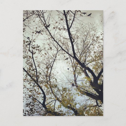 Vögel zwischen Bäumen Postkarte (Vorderseite)