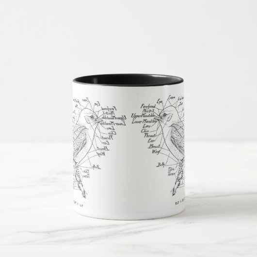 Vogelanatomie Tasse (Zentrum)