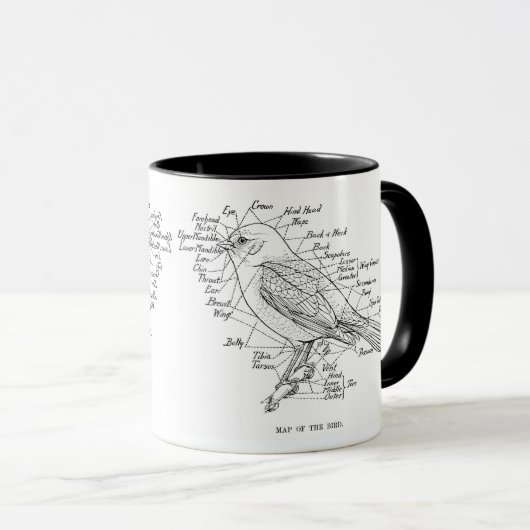 Vogelanatomie Tasse (VorderseiteRechts)