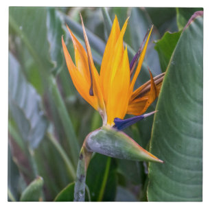 Vogelart der Paradischen Blume Keramik Fliese