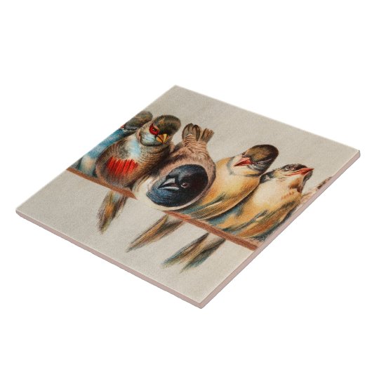 Vogelart und Taube Fliese (Seite)