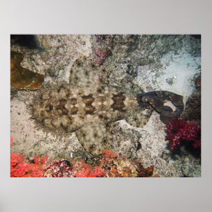 Vogelauge eines Wobbegong Poster