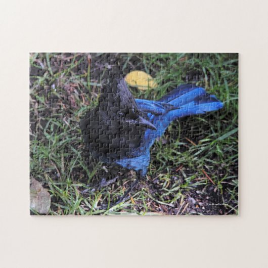 Vogelaugen-Ansicht eines Steller-Jay auf dem Rasen Puzzle (Horizontal)
