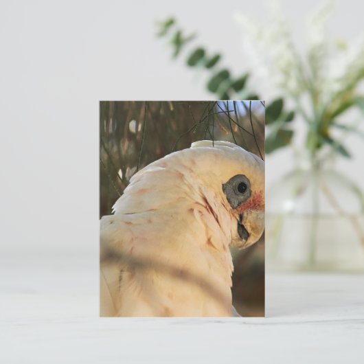 Vogelaugen Postkarte (Stehend Vorderseite)