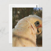 Vogelaugen Postkarte (Vorne/Hinten)