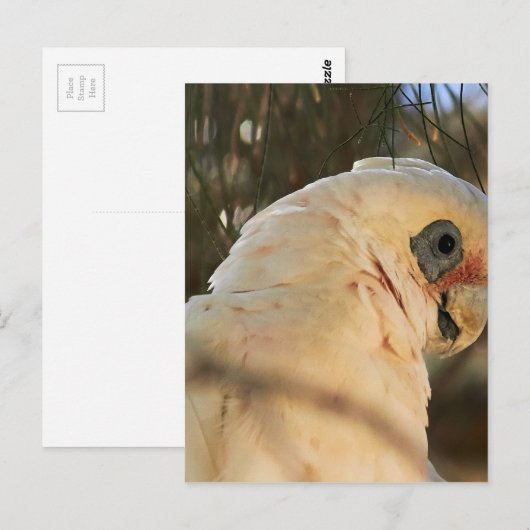 Vogelaugen Postkarte (Vorne/Hinten)
