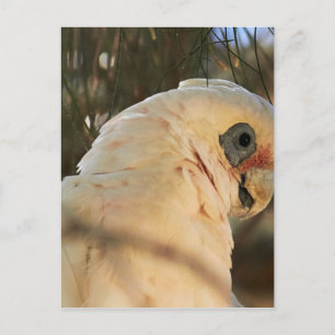 Vogelaugen Postkarte