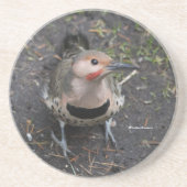 Vogelaugensicht auf den Nordflackerspecht Getränkeuntersetzer (Vorne)