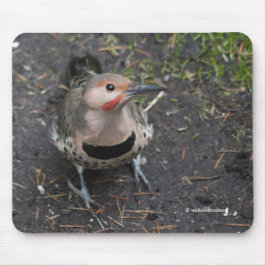 Vogelaugensicht auf den Nordflackerspecht Mousepad
