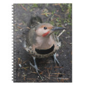 Vogelaugensicht auf den Nordflackerspecht Notizblock (Vorderseite)