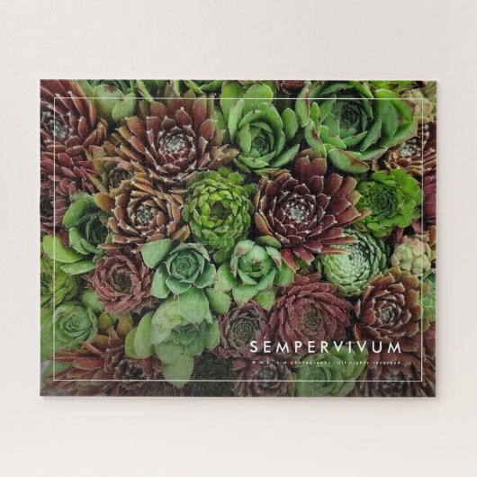Vogelaugensicht von Sempervivum-Pflanze Puzzle (Horizontal)