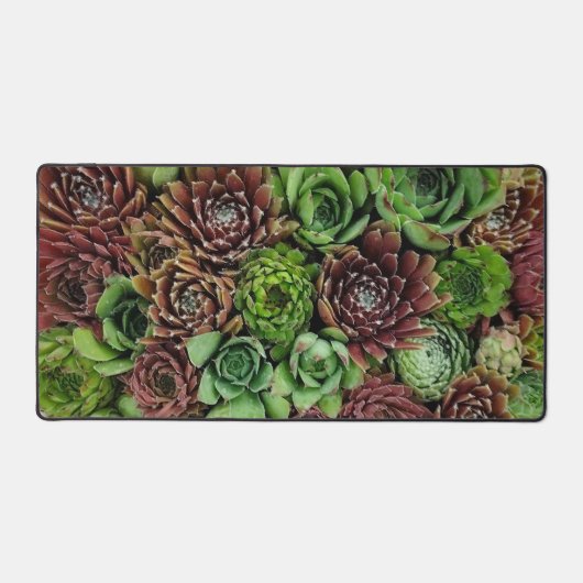 Vogelaugensicht von Sempervivum-Pflanze Schreibtischunterlage (Vorderseite)