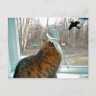 Vogelbeobachtung Postkarte