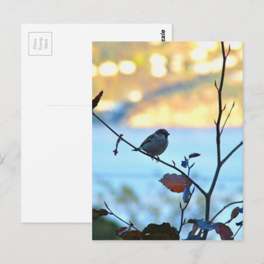 Vogelbeobachtung Postkarte (Vorne/Hinten)