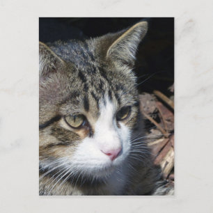 Vogelbeobachtung Postkarte