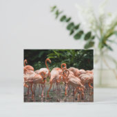 Vogelbeobachtung Postkarte (Stehend Vorderseite)