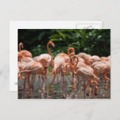 Vogelbeobachtung Postkarte (Vorne/Hinten)