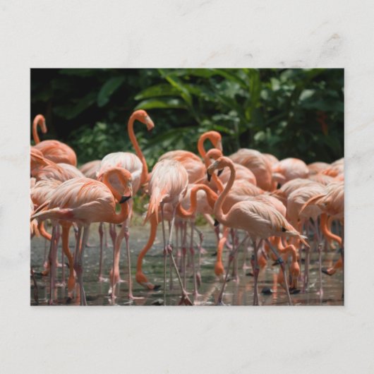 Vogelbeobachtung Postkarte (Vorderseite)