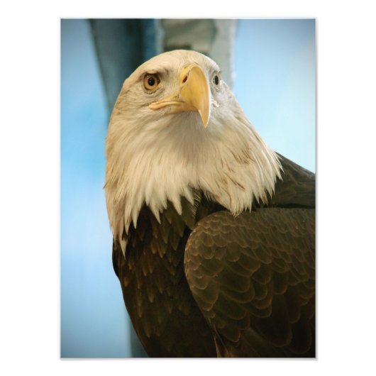 Vogelbild Fotodruck (Vorne)