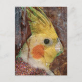 Vogelcollage Postkarte (Vorderseite)