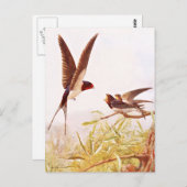 Vogeldarstellung schlucken postkarte (Vorne/Hinten)