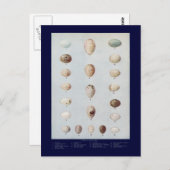 Vogeleier Plättchen C Vintage Naturgeschichte Postkarte (Vorne/Hinten)