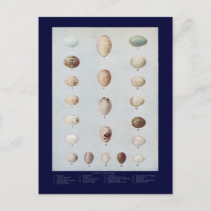 Vogeleier Plättchen C Vintage Naturgeschichte Postkarte