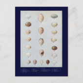 Vogeleier Plättchen C Vintage Naturgeschichte Postkarte (Vorderseite)