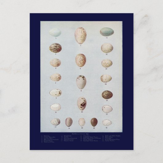 Vogeleier Plättchen C Vintage Naturgeschichte Postkarte (Vorderseite)