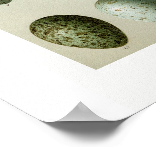 Vogeleier Poster (Ecke)