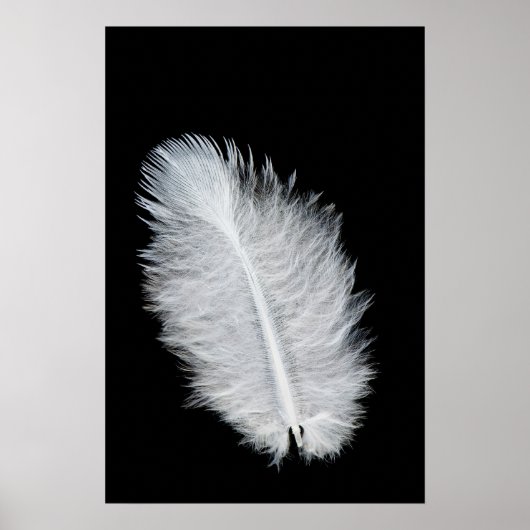 Vogelfeder Poster (Vorne)