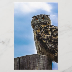 Vogelfedern Tierart zerstören Liebe des Friedens