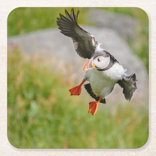Vogelfliegen-Untersetzer des atlantischen Puffin Rechteckiger Pappuntersetzer (Vorderseite)