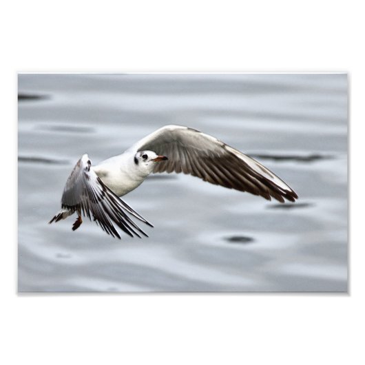 Vogelflug der Seagull Fotodruck (Vorne)