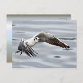 Vogelflug der Seagull Postkarte (Vorne/Hinten)