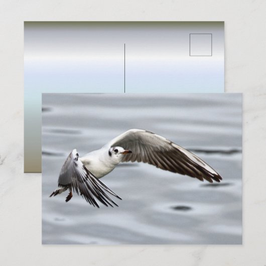 Vogelflug der Seagull Postkarte (Vorne/Hinten)