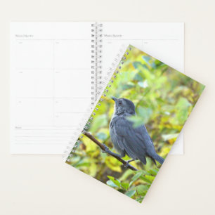 Vogelfoto-Planer Planer