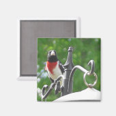 Vogelfotografie von Grosbeaks, gezüchtet von Rose Magnet (Vorderseite/Rückseite)